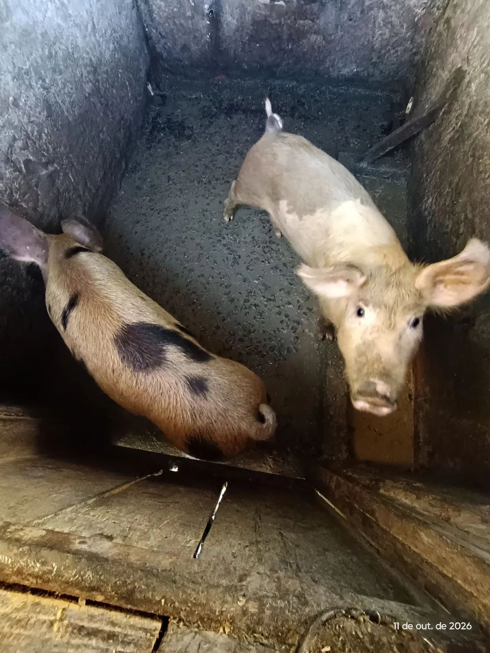 Casal porco