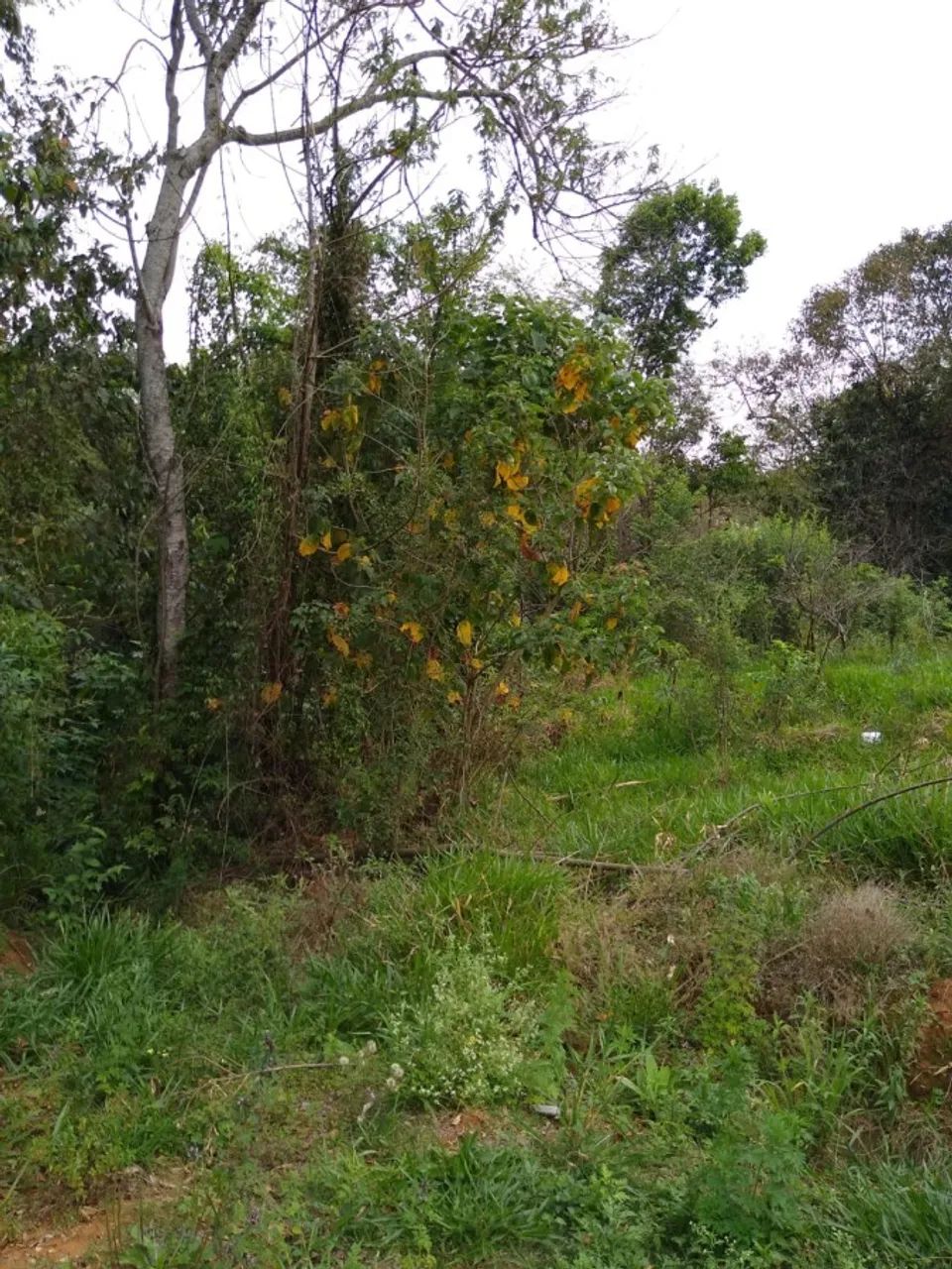 Terreno para Venda em Piedade, Jurupara - Foto 4