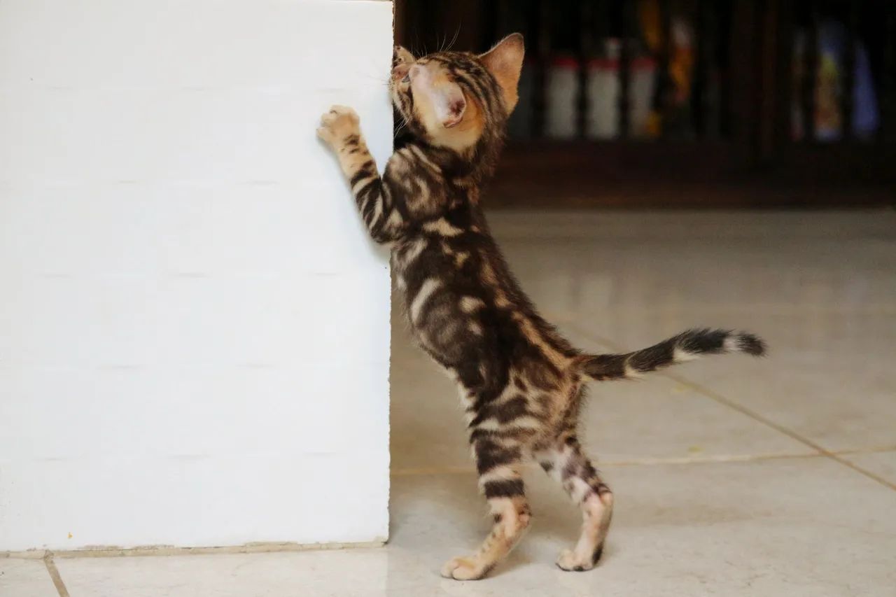 Bengal fêmea  - Foto 3