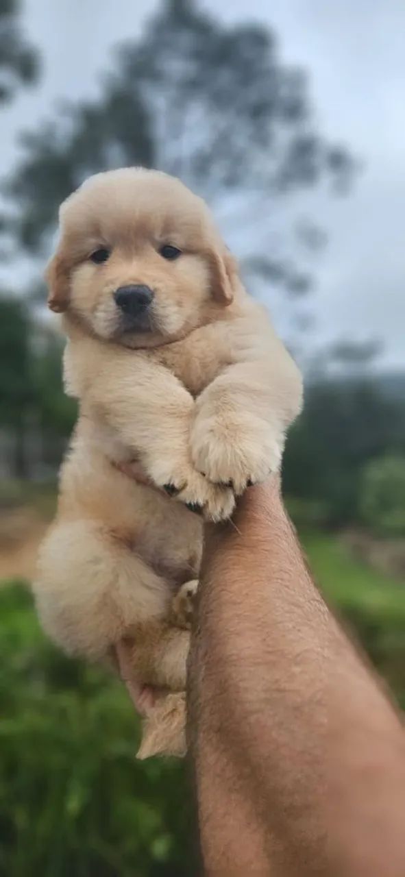 Golden Retriever Microchip e Pedigree  - Foto 2