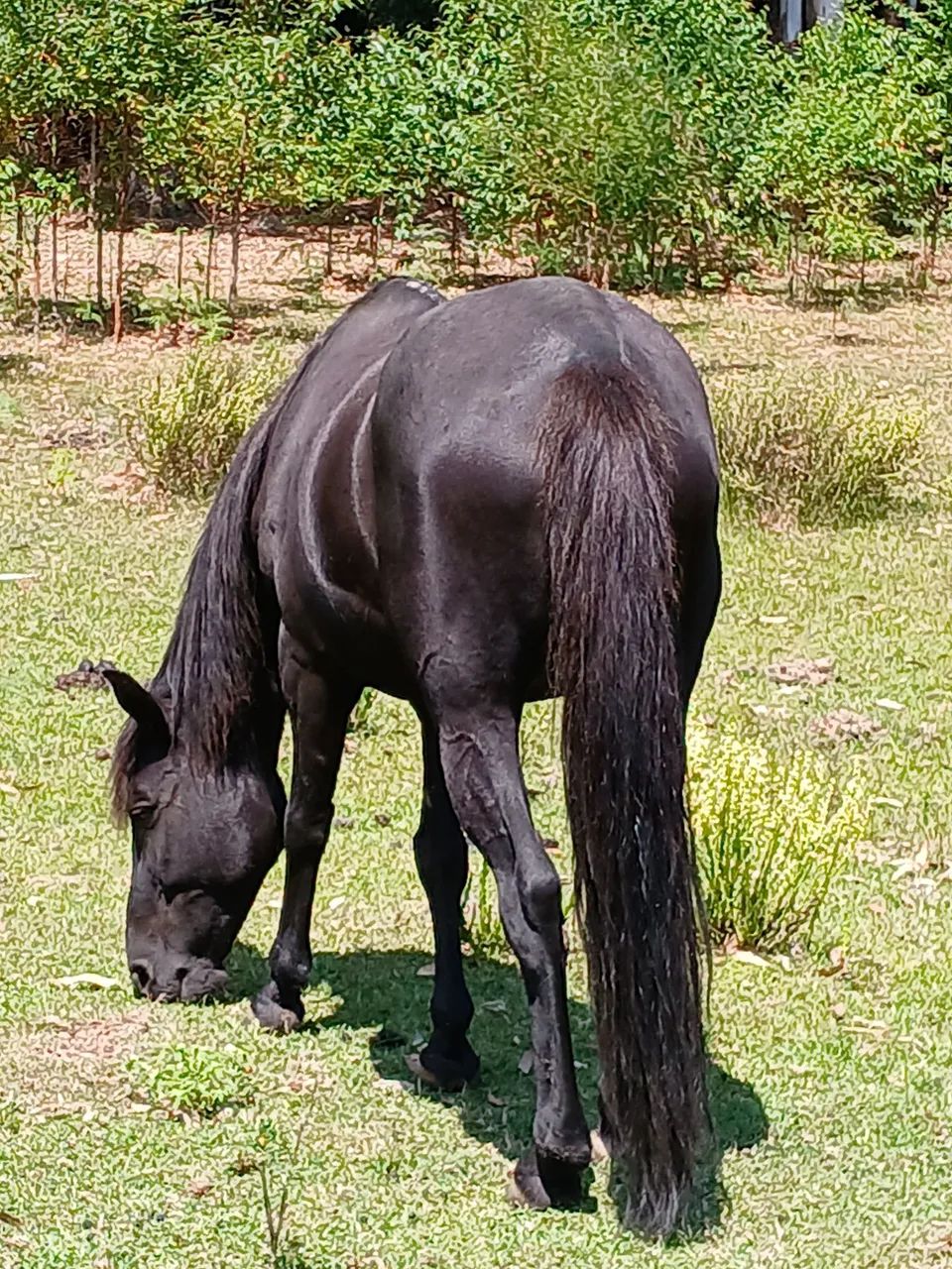 Cavalo. Égua boa de laço e corrida. - Foto 5