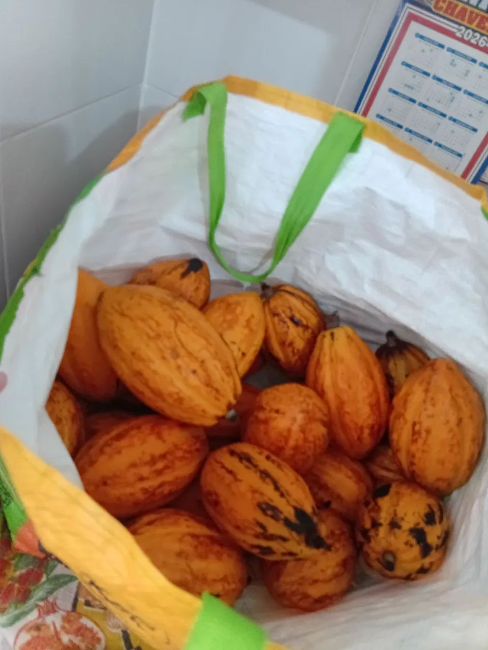 Fruto Cacau direto do pé  - Foto 2