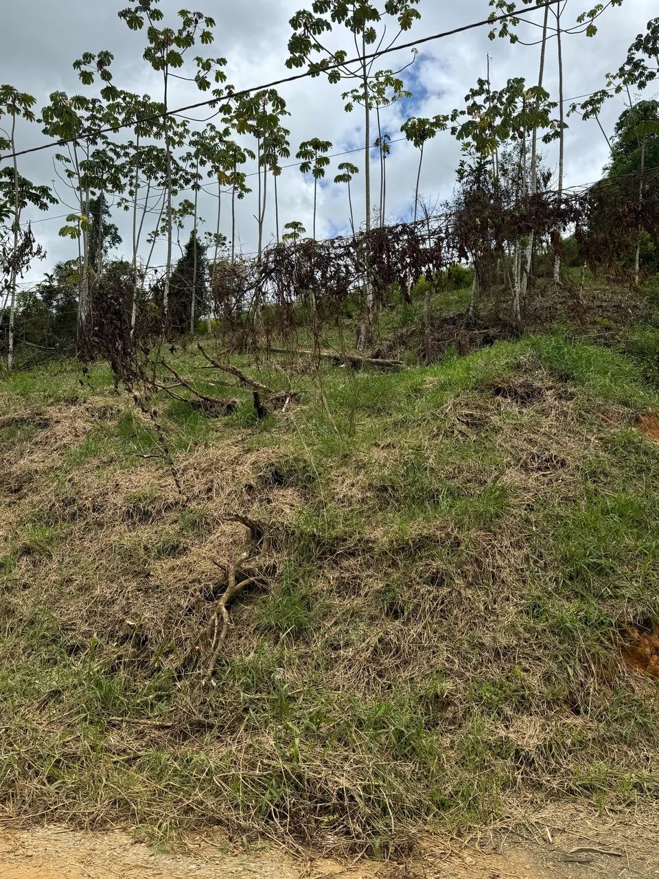 Foto - Guaramirim - 