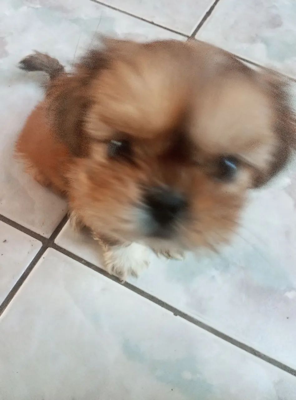 Shitzu - Foto 3