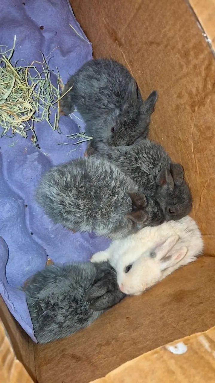 5 BEBES LINDOS