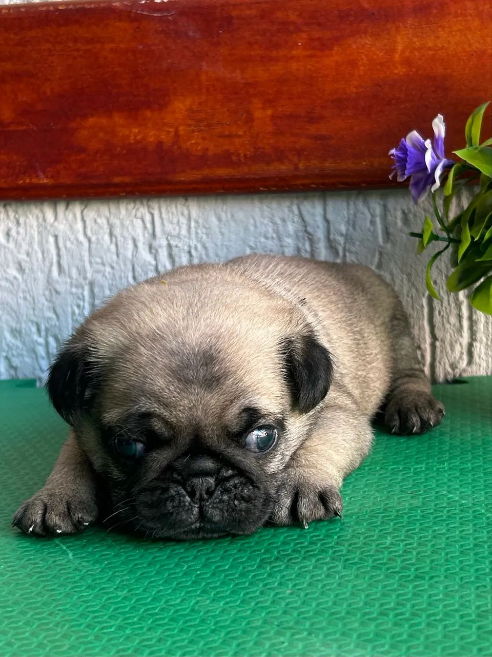 Pug macho com pedigree - Foto 2