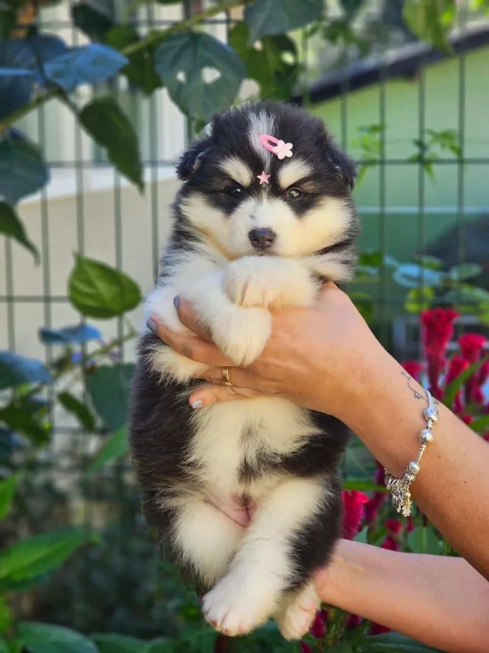 Husky Siberiano | Canil Responsável 