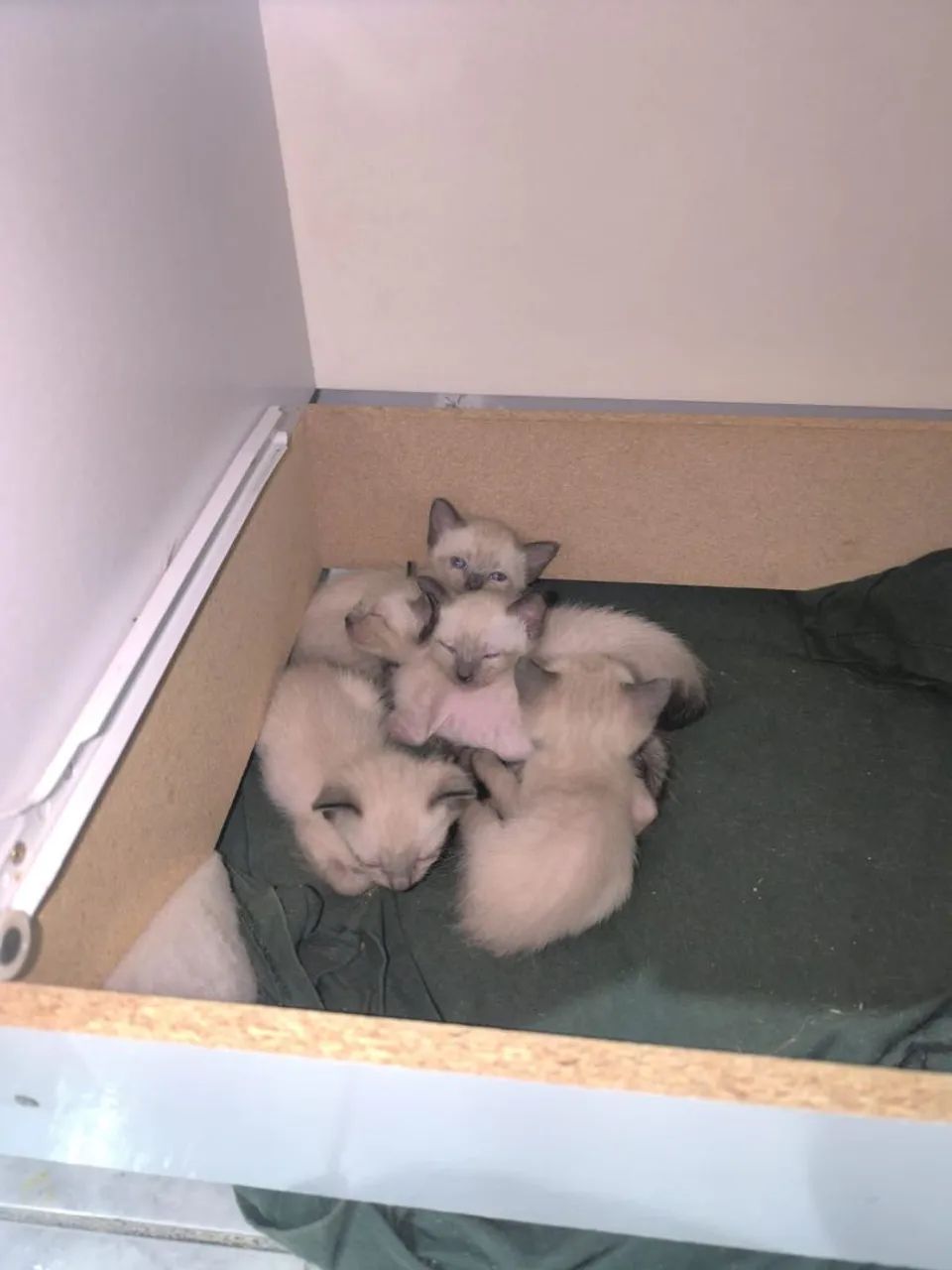Gatos pra adoção  - Foto 2
