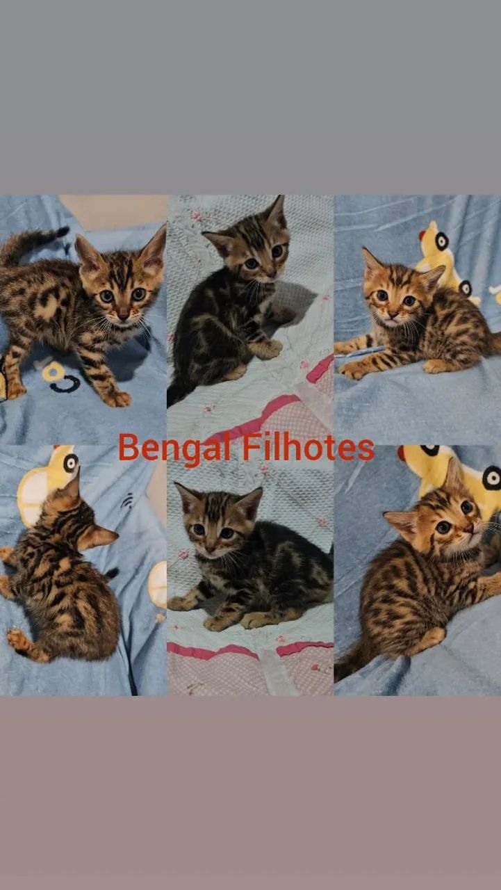  Bengal Filhotes - Gatil BSB Cat 