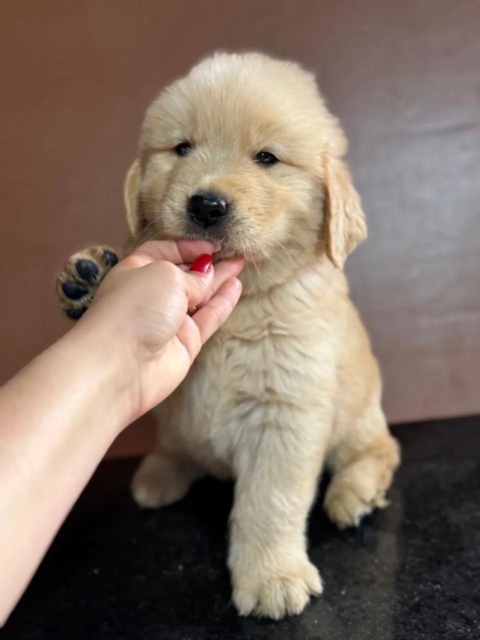 Golden - Foto 3
