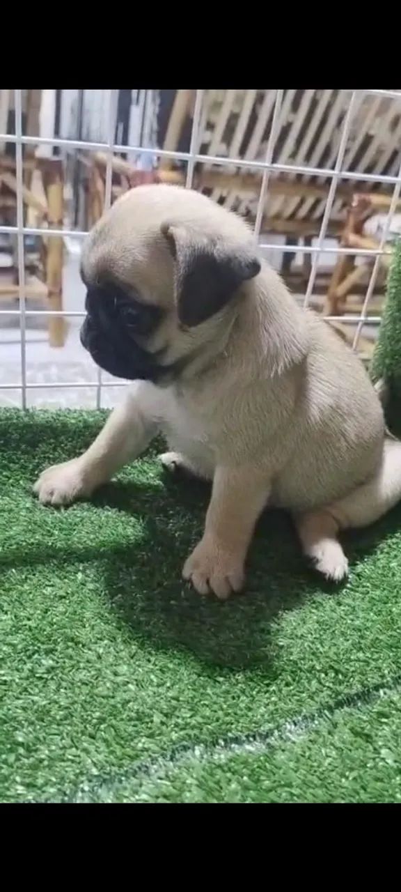 Fêmea linda - Cachorros - Colina, Guaíba 1503043766 | OLX