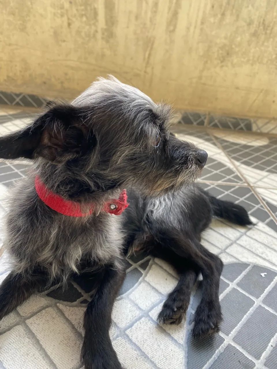 Adoção responsável  - Foto 2