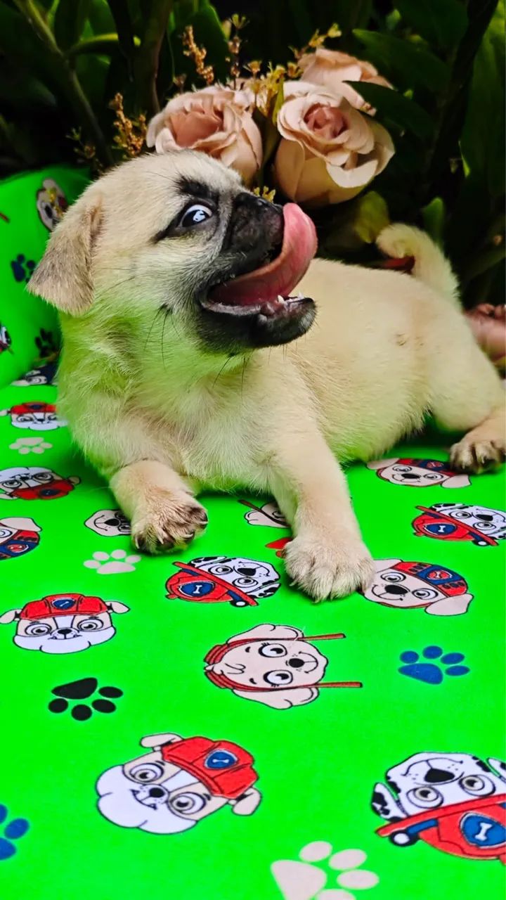 Filhotes de Pug - Foto 5