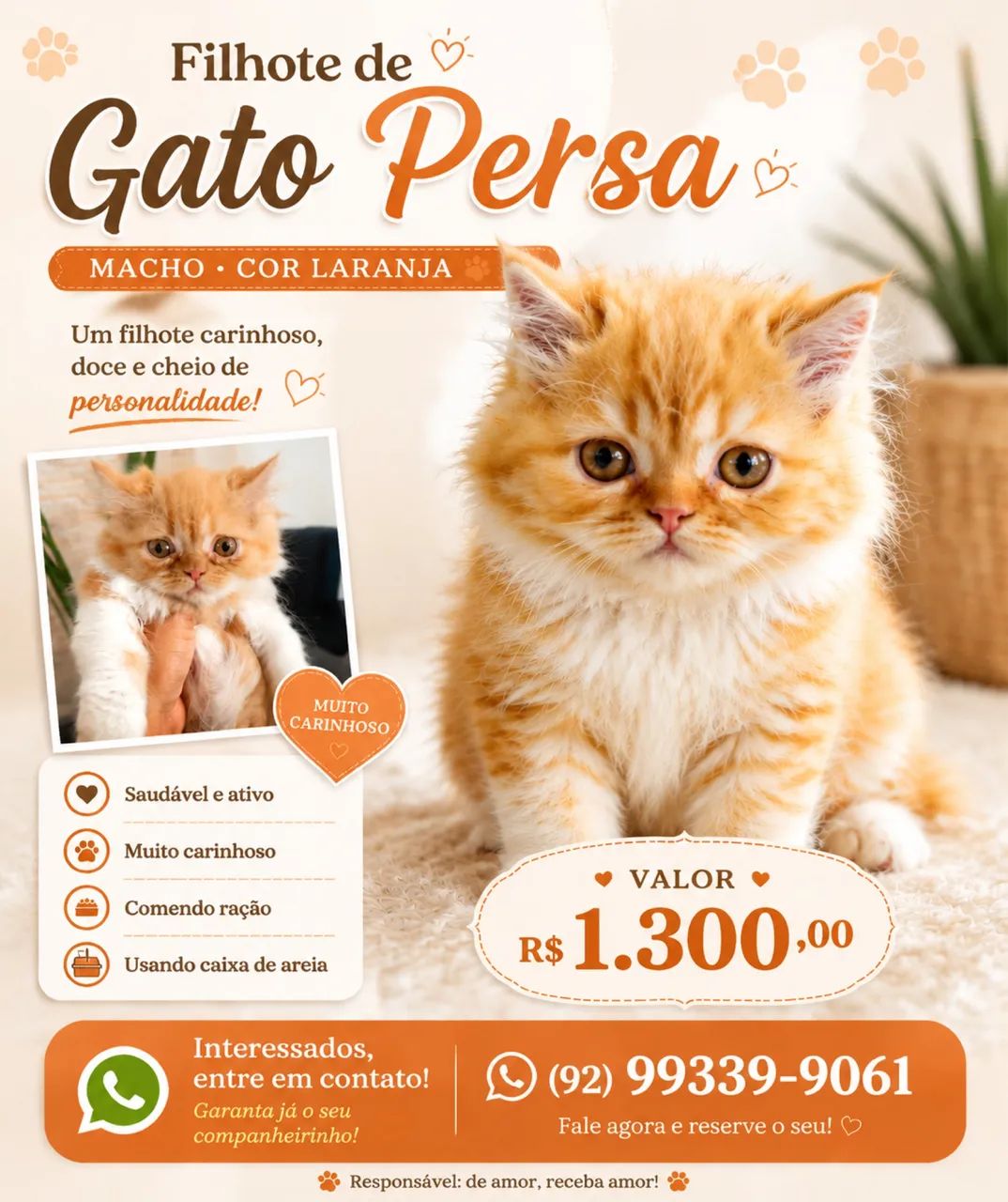Gato persa