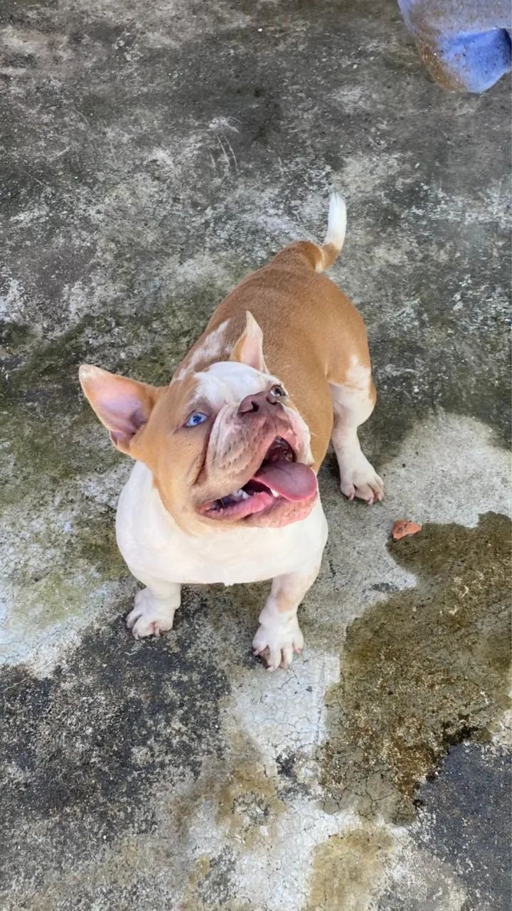 American Bully micro  - Foto 2