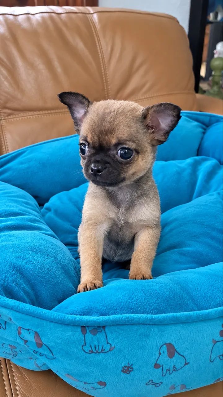 Chihuahua 