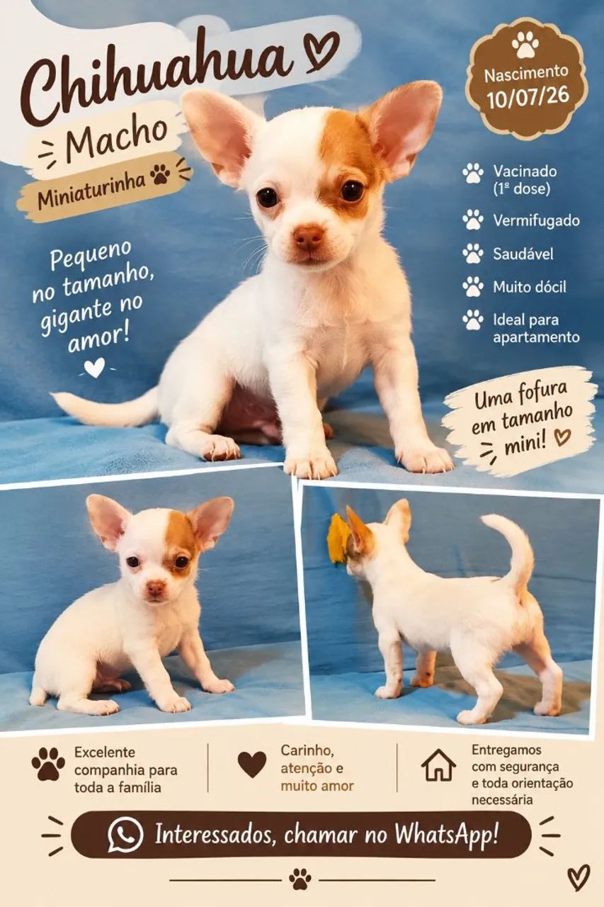 Chihuahua Macho