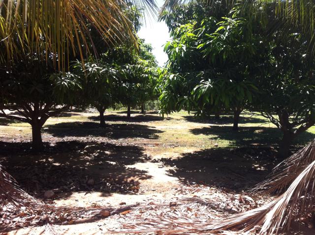 Fazenda Irrigada na Beira do Rio São Francisco - Foto 8