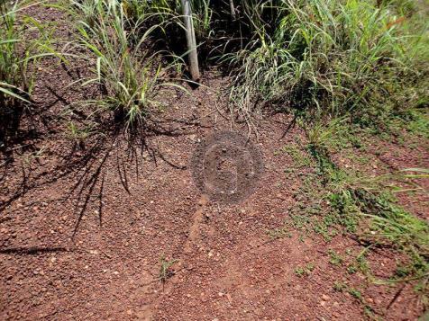 Fazenda 100 ha em acorizal - Foto 11