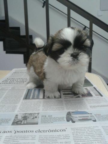 Shih Tzu à pronta entrega e garantias de vida em contrato e excelente procedência!
