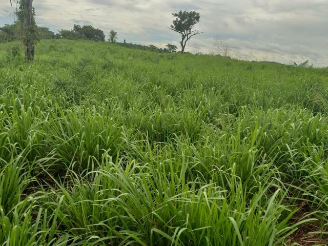 Fazenda em Itamaraju. 5 mil hectares