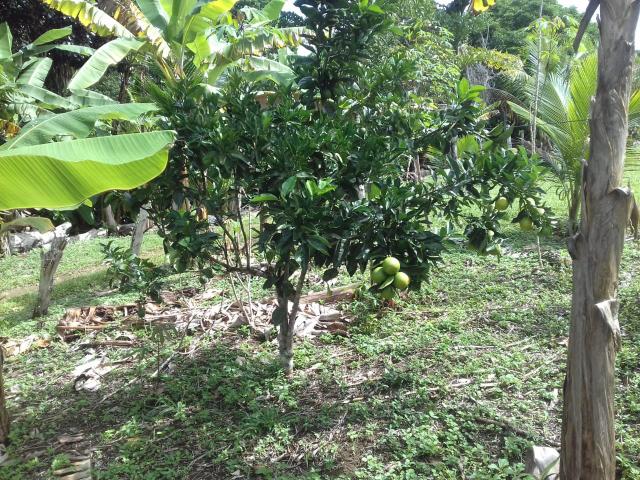 Fazenda Marau/Ubaitaba - Foto 13