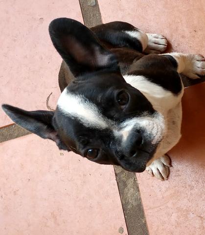 Bulldog Frances - Foto 2