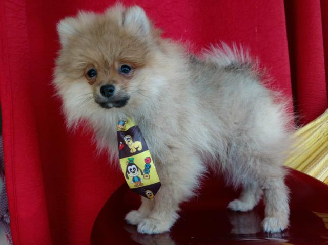 Spitz alemão anão - Foto 3