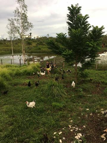 Fazenda - Foto 8