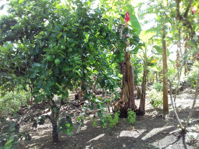 Fazenda Marau/Ubaitaba - Foto 20
