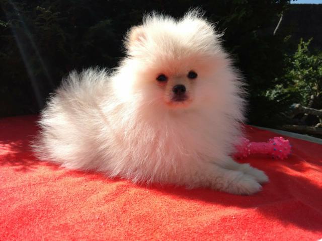 Spitz alemão anão - Foto 2