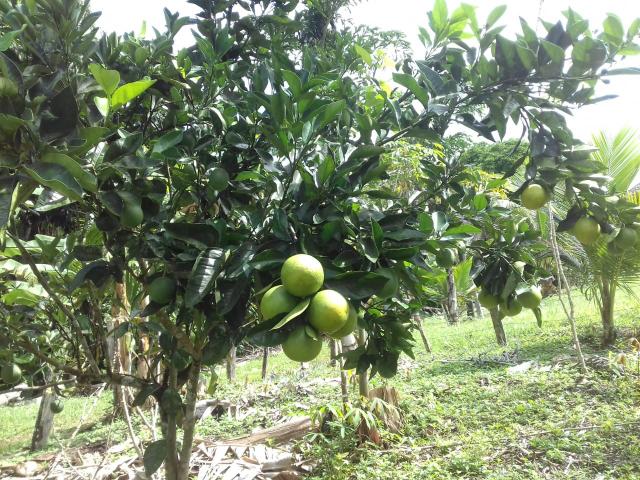 Fazenda Marau/Ubaitaba - Foto 11