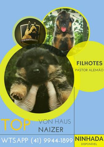 Filhote Pastor Alemão | Macho (Reserva Antecipada) - Foto 2