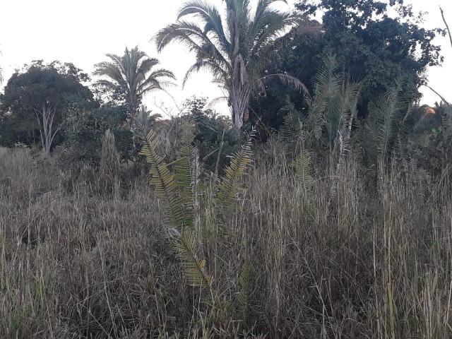 Chácara de 38,2 hectares, ha 66 km de Cuiabá, em Acorizal ! - Foto 4