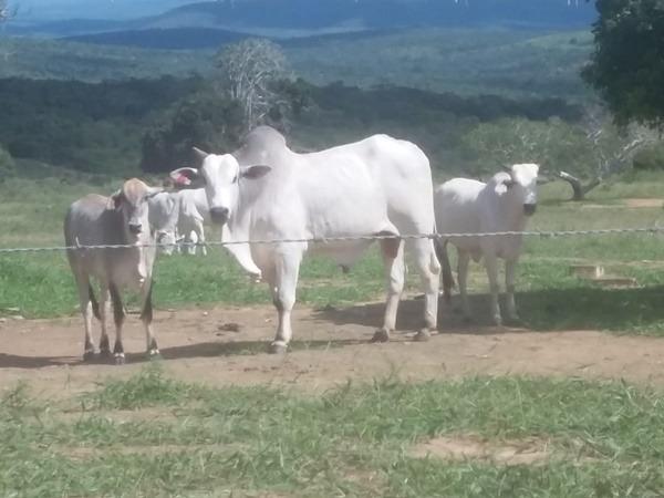 Vendo fazenda de Pecuária com 1.720 hectáres