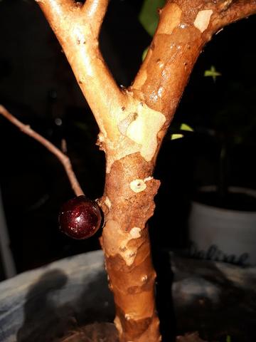 Mudas fruteiras a partir de 15 reais. otima jabuticabeira:R$40