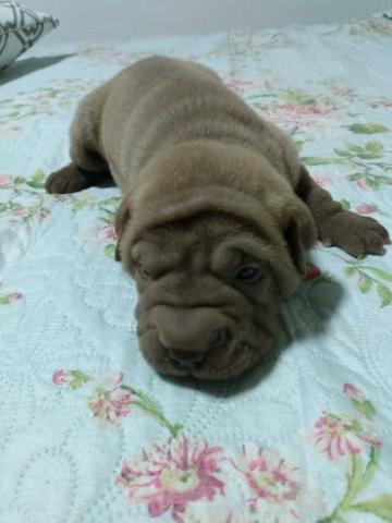 Sharpei - Foto 2