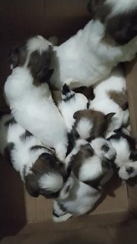 Filhotes SHIH TZU - Foto 6