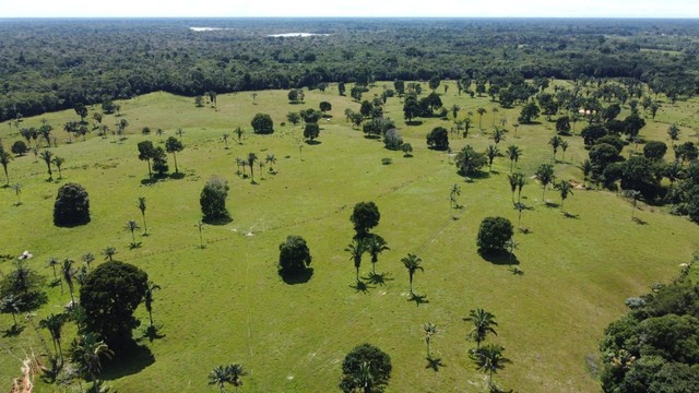 Terra em Lábrea 220 hectares  - Foto 5