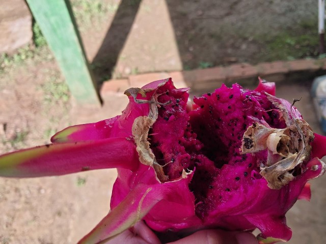 Arrendamento - Fazenda com 20 ha, Una-BA - Foto 2