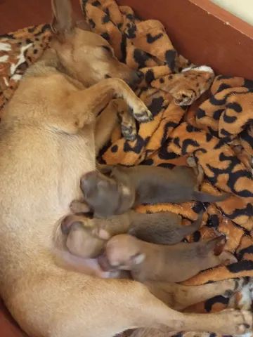 Pinscher fêmeas