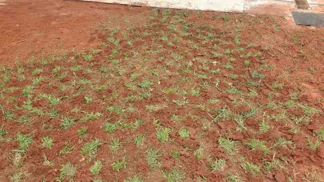 Grama para Jardim - A&A Gramas - Foto 2