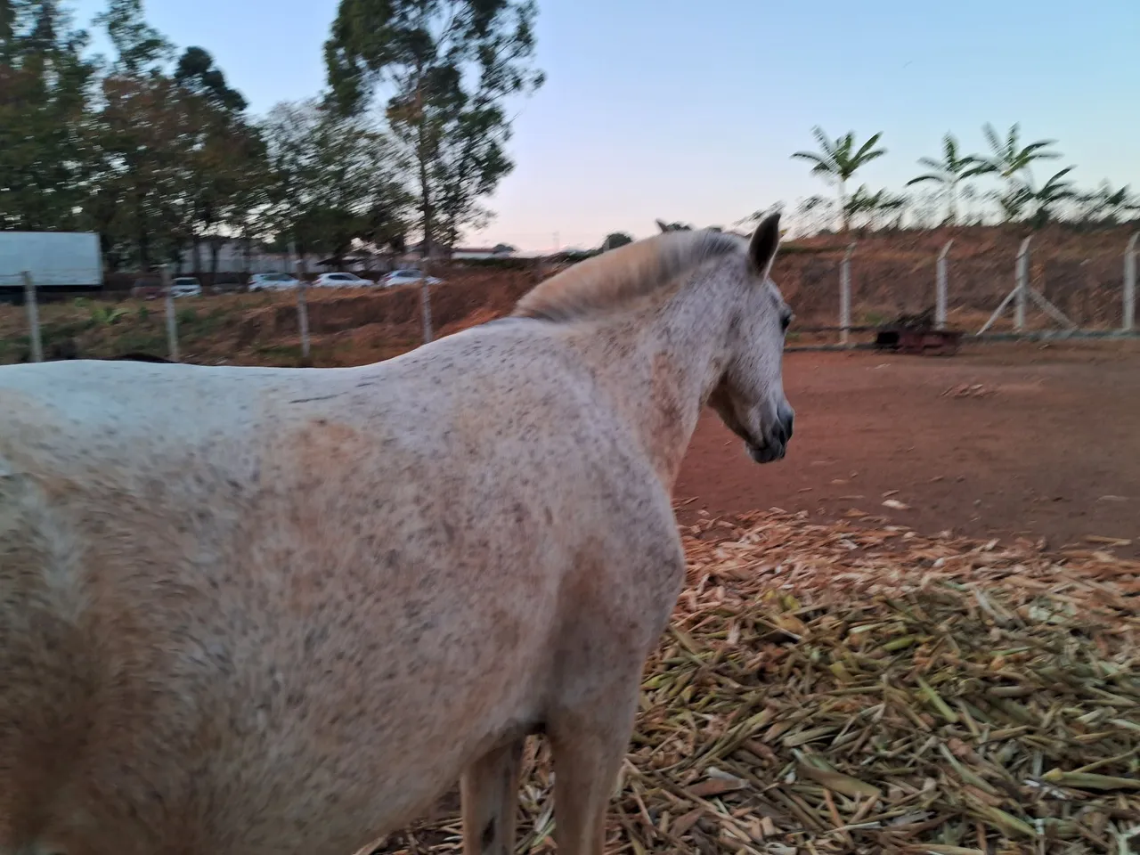 egua de carroca