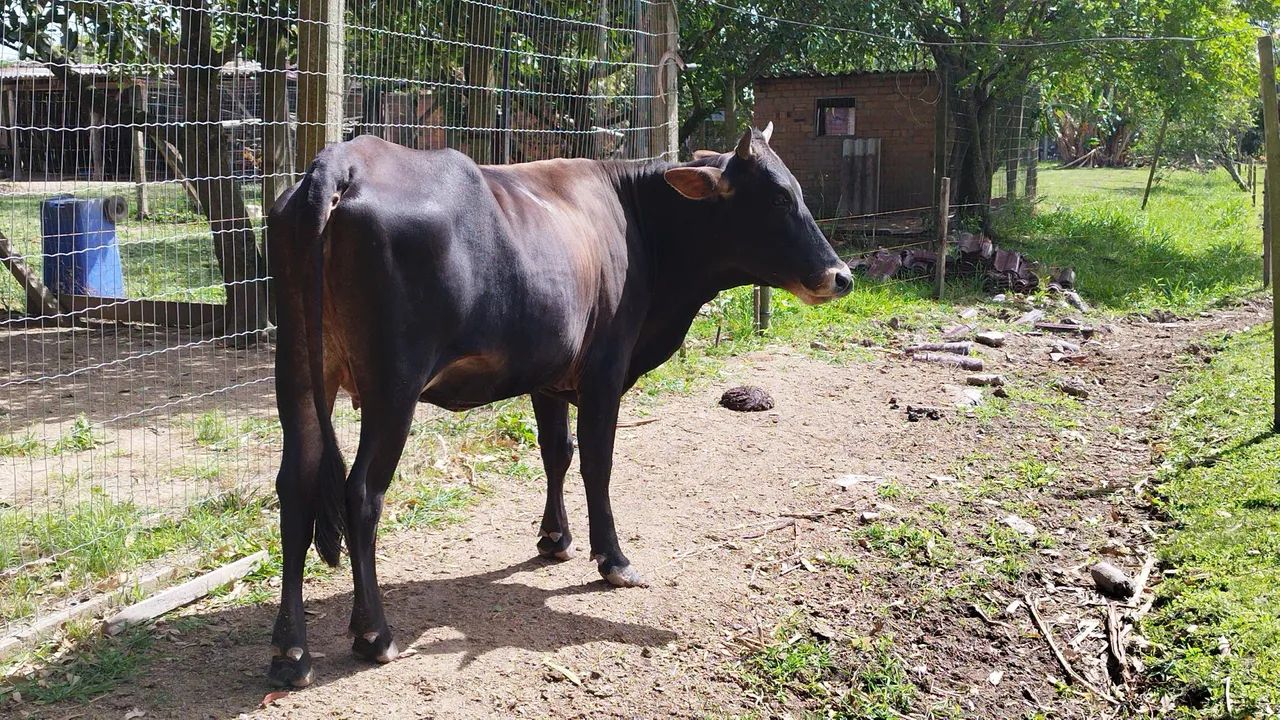 Vaca e bezerro para venda - Foto 2