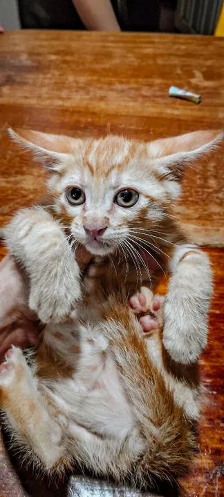 Gatinho filhote para adoção 