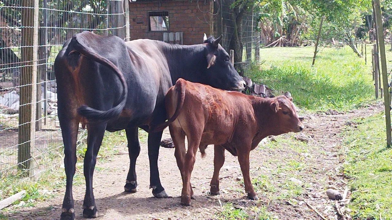 Vaca e bezerro para venda