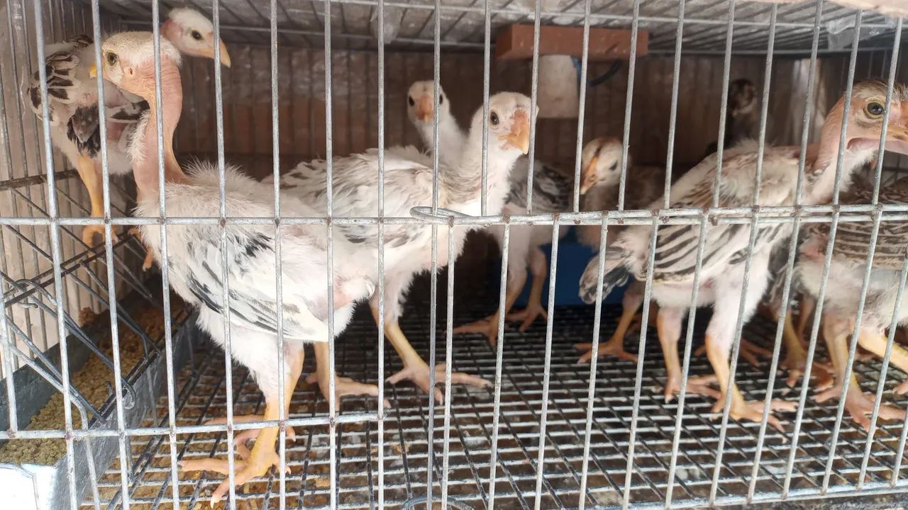 Pintos Polaco Gigante  - Foto 5