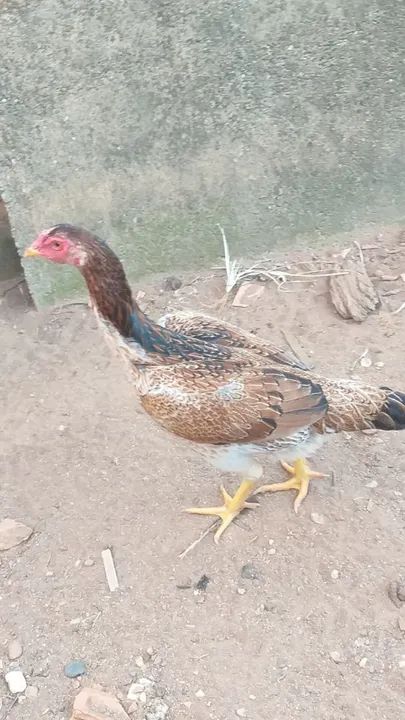 Galinhas india - raça pura - Foto 2