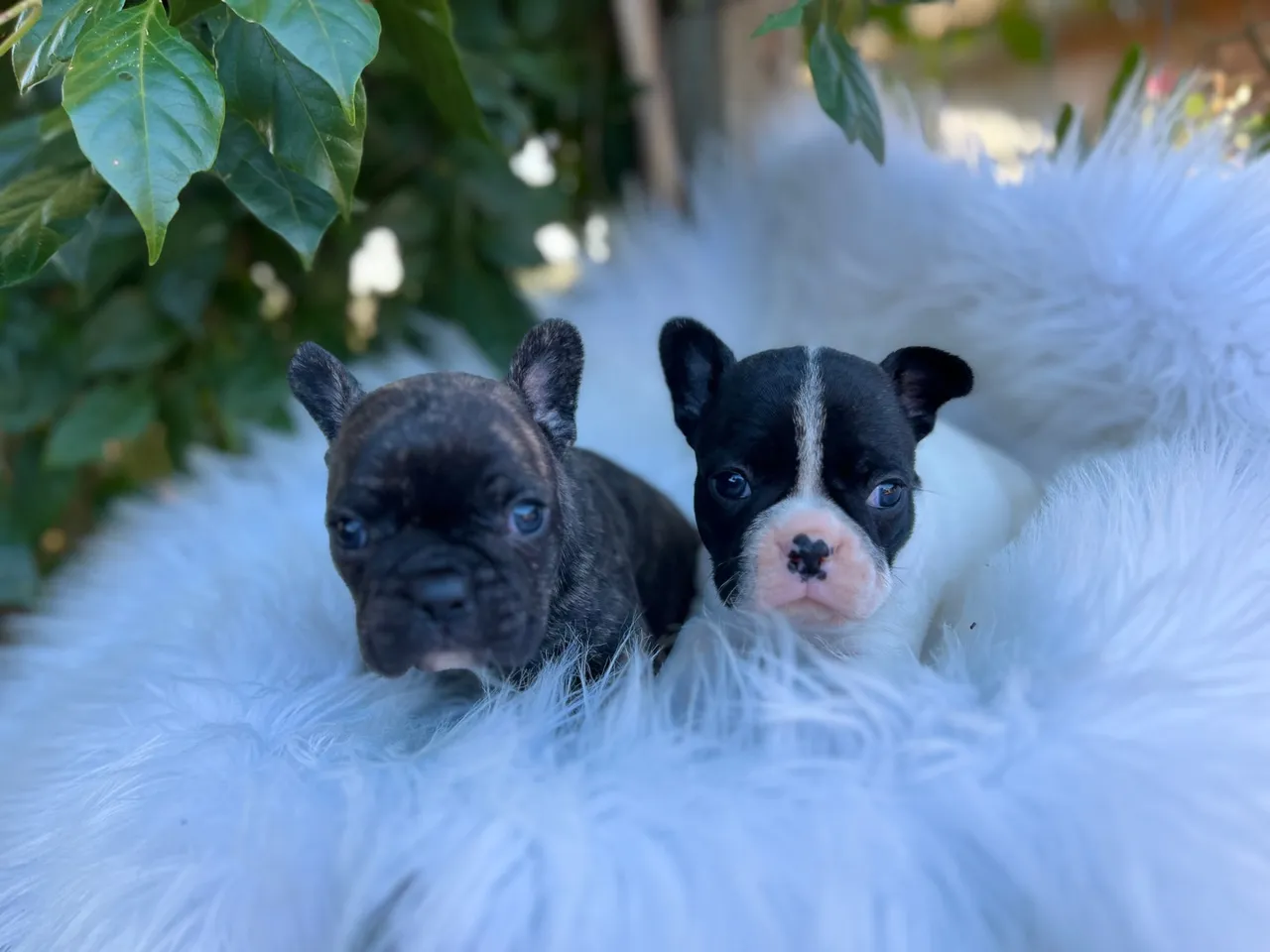 Filhotes de Bulldog Francês