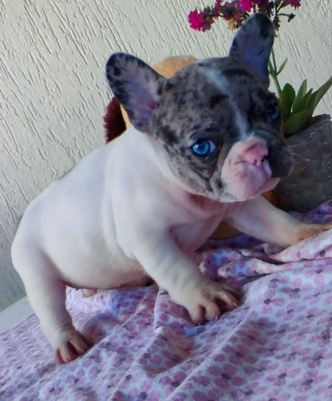 Filhote de Bulldog Francês 